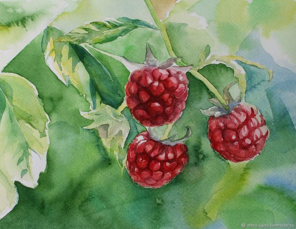 Ветка малина акварель