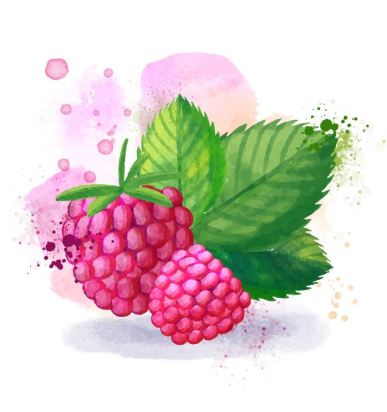 Малина акварель вектор