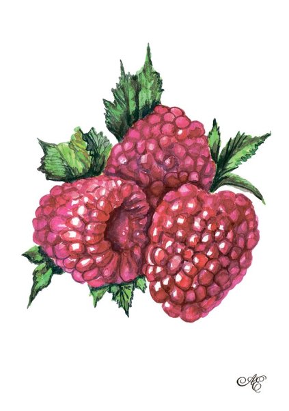 Малина акварель