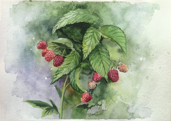 Малина акварель