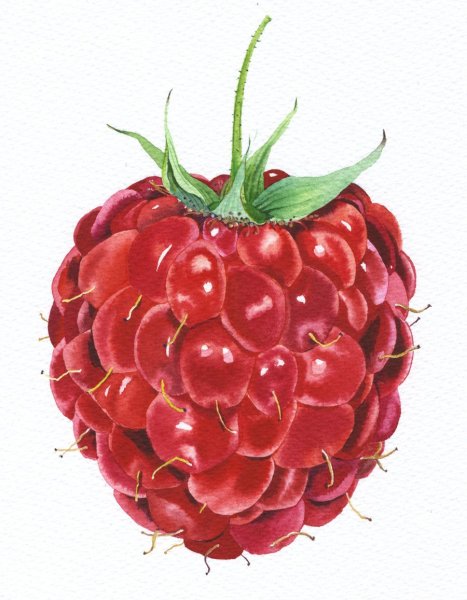 Малина акварель