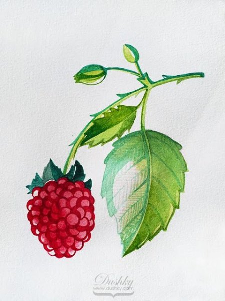 Ветка малина акварель