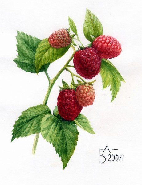 Ягоды акварель Анастасия Беседина