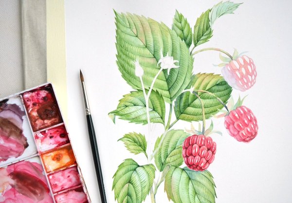 Малина скетч акварель