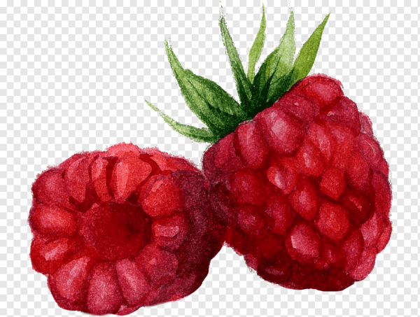 Малина рисунок