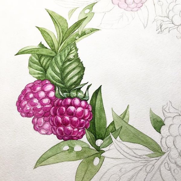 Ягоды акварелью малина