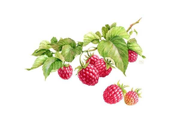 Куст малины акварель