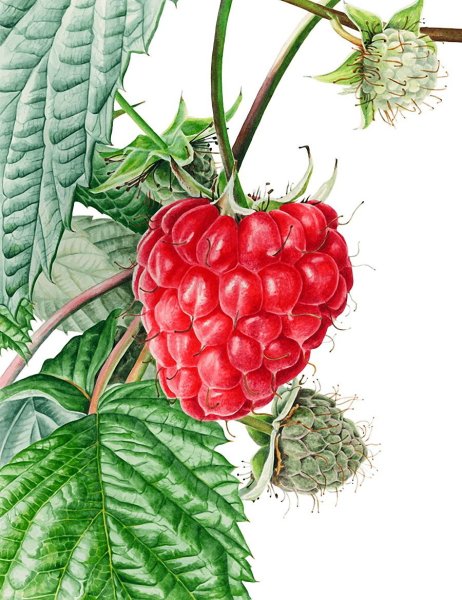 Малина рисунок