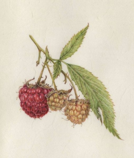 Ягоды акварелью