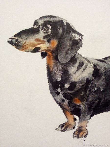 Собака акварелью