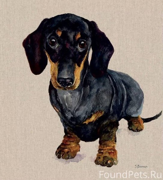 Такса акварелью