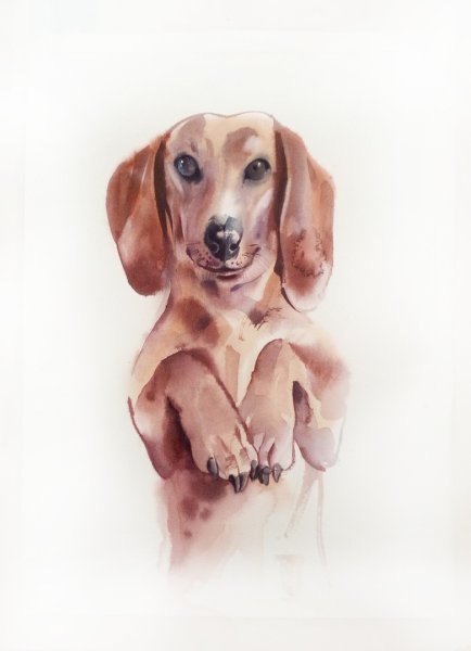 Такса акварелью