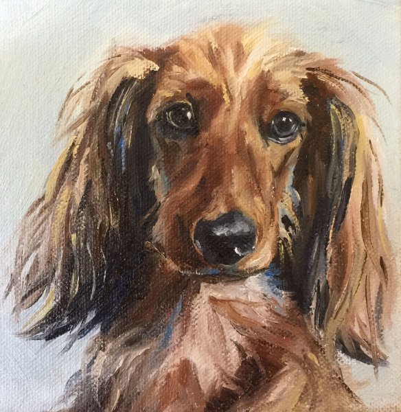 Портрет таксы акварелью