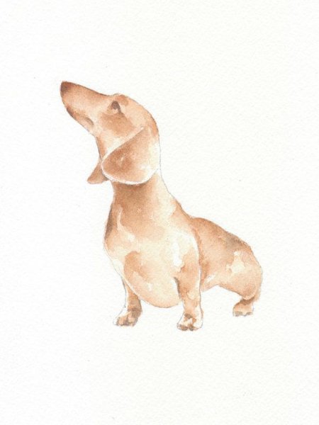 Такса рисунок акварелью