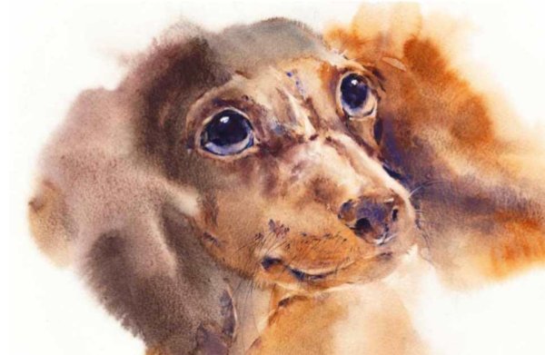 Такса акварелью скетч