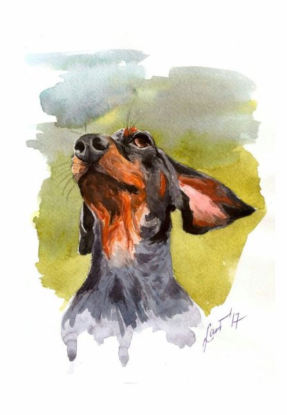 Такса рисунок акварелью