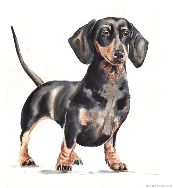 Такса собака