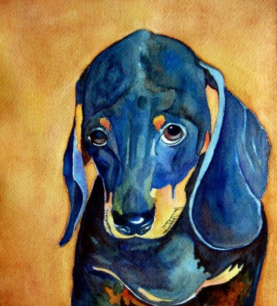 Скетчинг такса