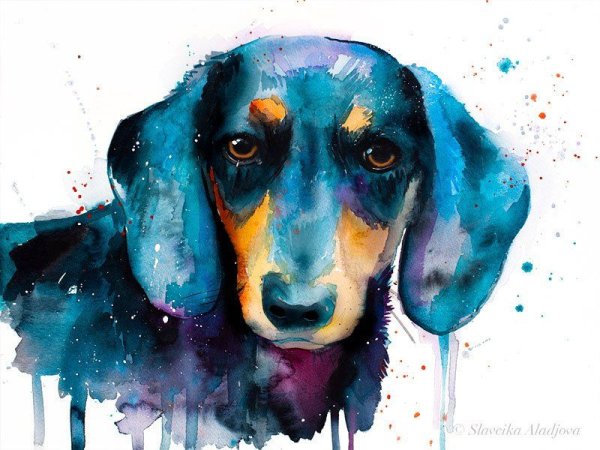 Такса акварелью