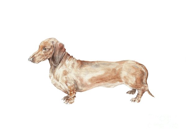 Такса акварелью