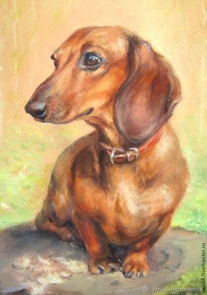 Такса дашхунд