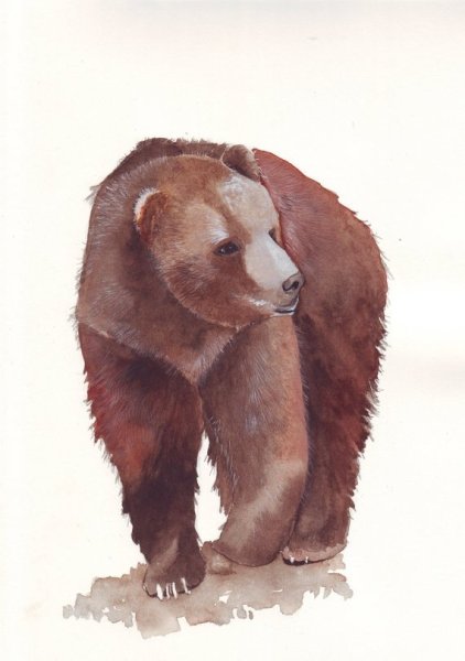 Белый медведь акварель