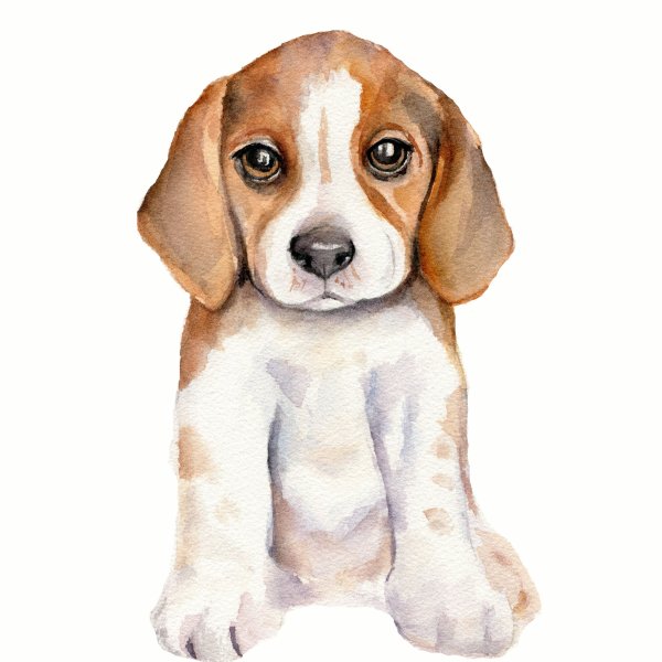 Лабрадор ретривер акварель