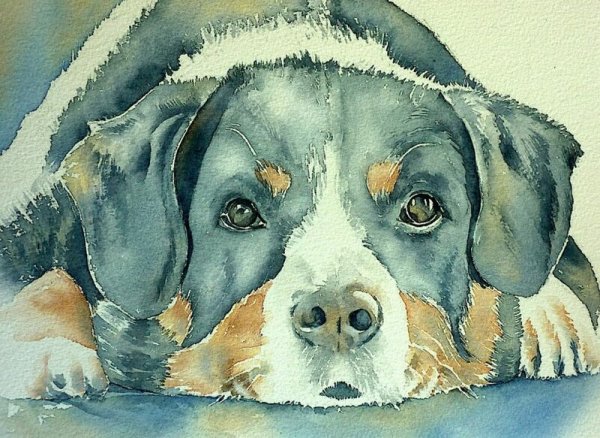 Собака акварелью