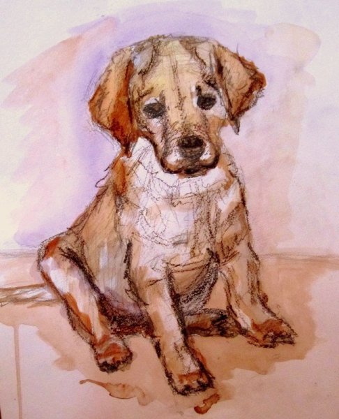 Лабрадор палевый портрет