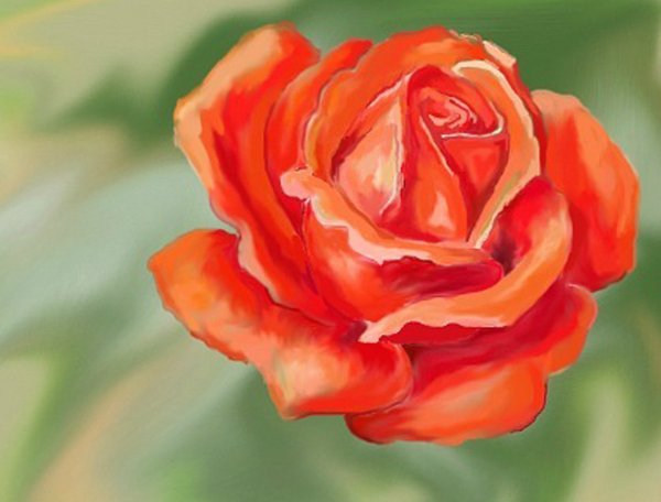 Роза красками