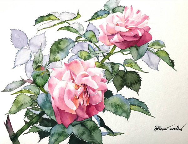 Садовая роза акварель