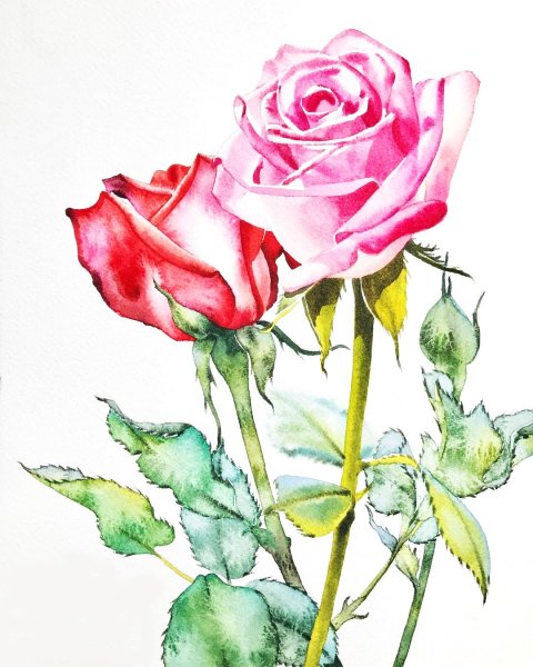 Kitipong Maksin акварель роза