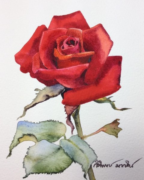 Роза акварель