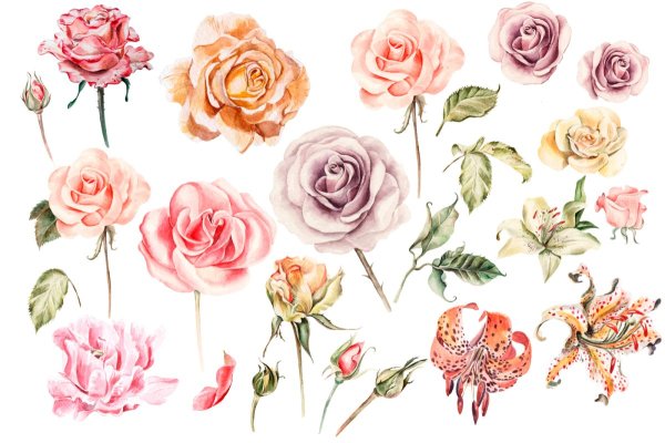 Роза акварель на белом фоне