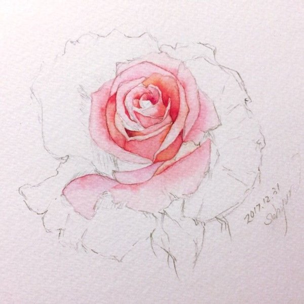 Роза акварелью пошагово