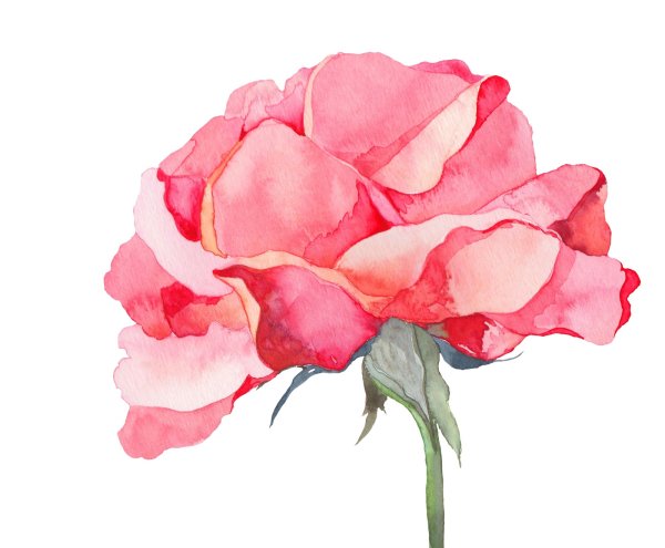 Акварельные розы