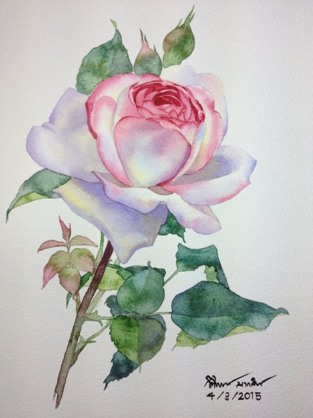 Роза цветными карандашами