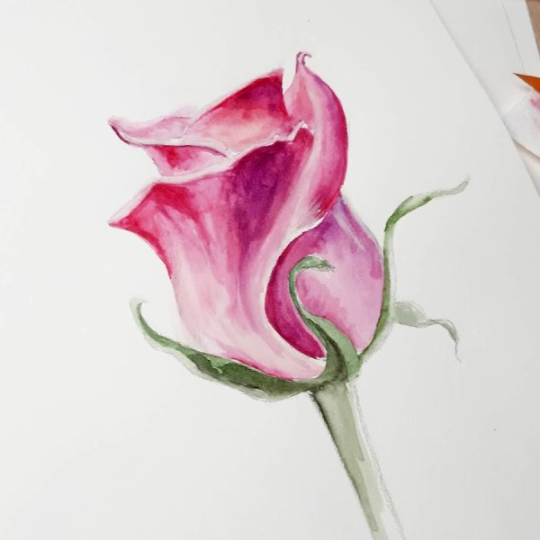 Роза рисунок