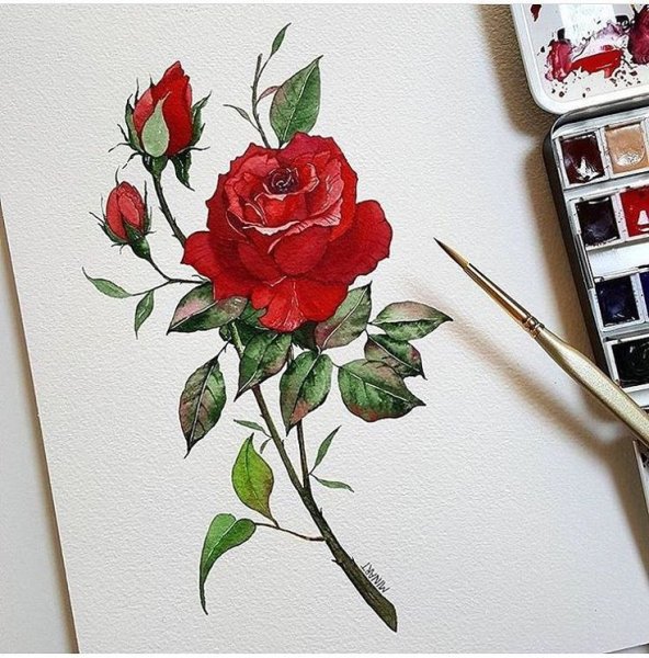 Красные розы акварель