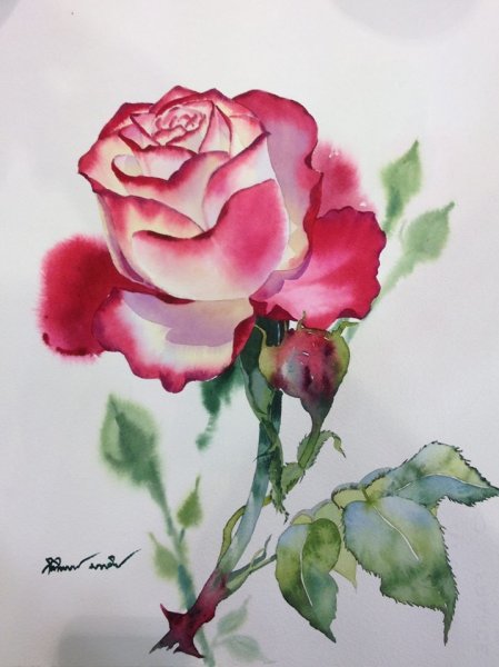 Роза акварелью для начинающих