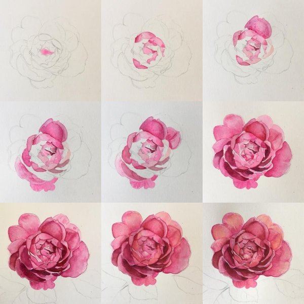 Поэтапное рисование пиона акварелью