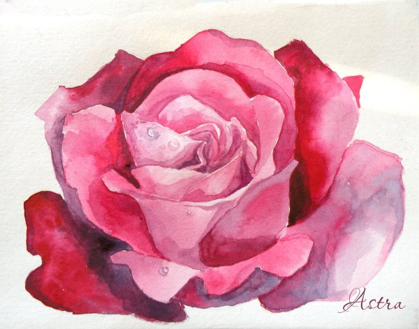 Роза красками