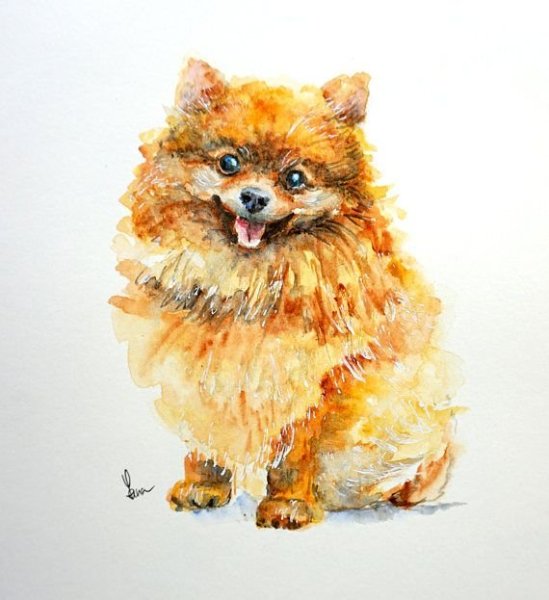 Шпиц акварелью
