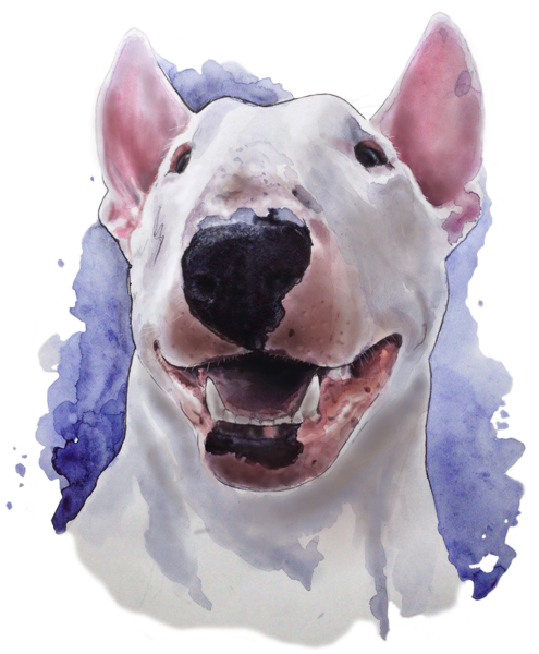 Бультерьер Фрея