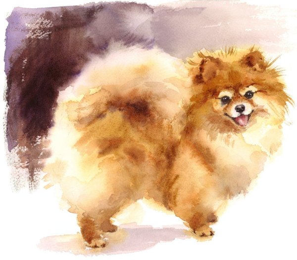 Нарисовать шпица акварелью