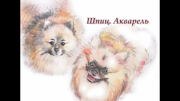 Порисовать карандашом шпиц