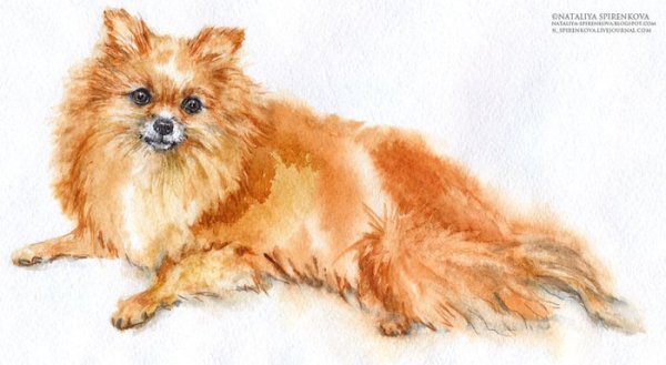 Шпиц акварелью для начинающих