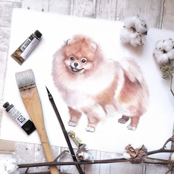 Померанский шпиц акварелью