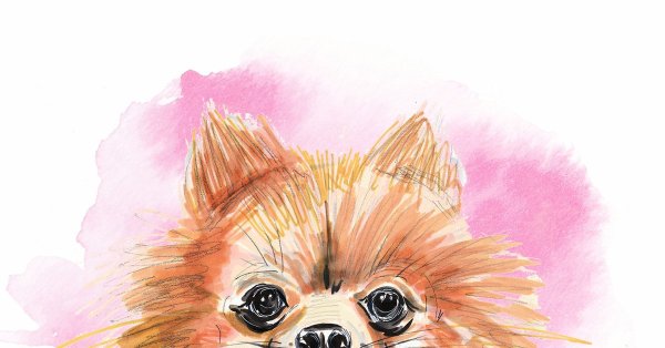 Померанский шпиц акварелью