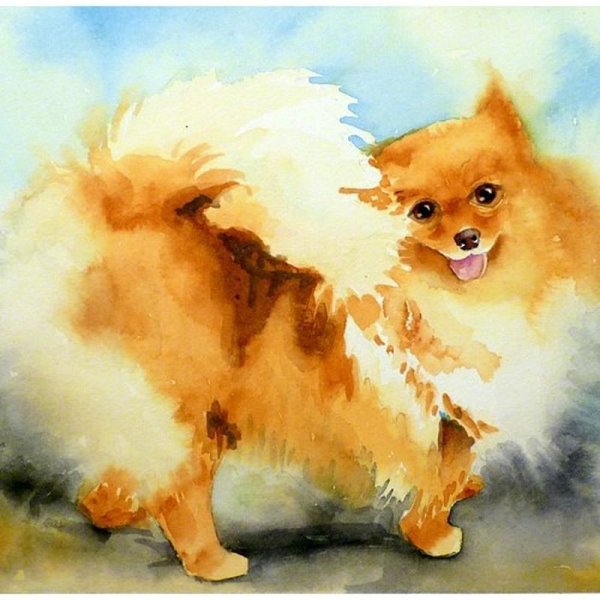 Померанский шпиц акварелью